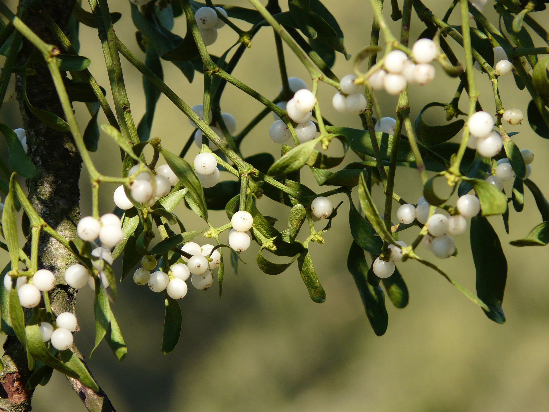 Tis’ the Season: Mistletoe and Magic