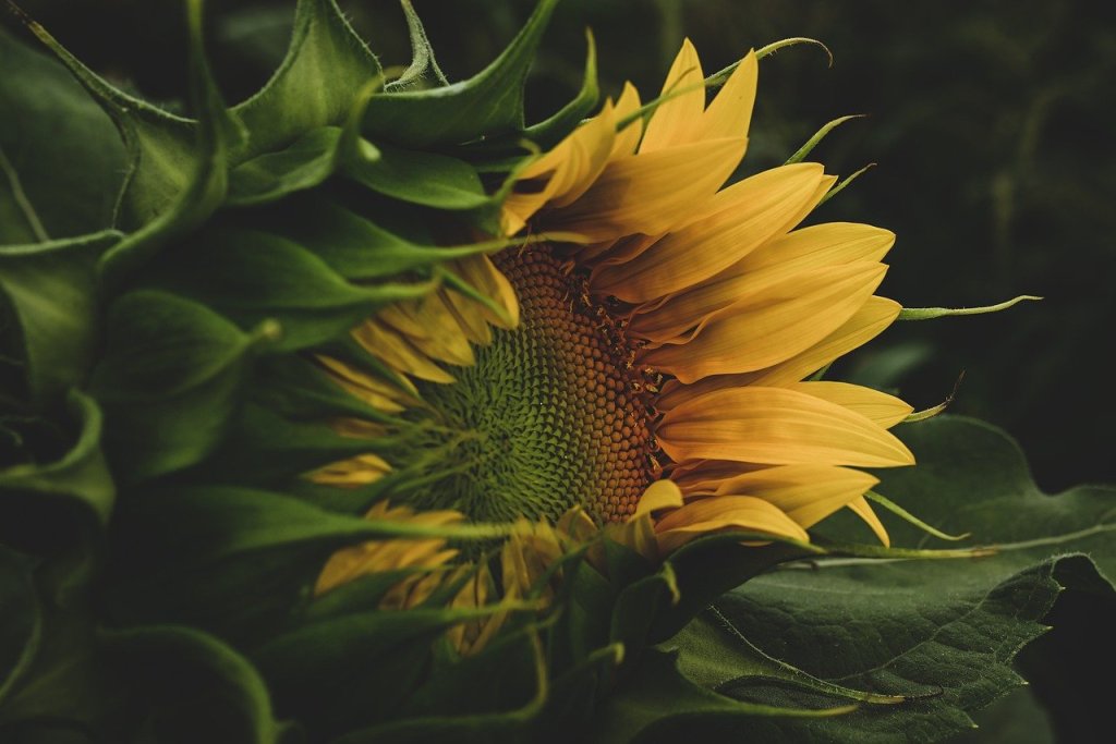 15 Minute Stories: All I Want Are&nbsp;Sunflowers
